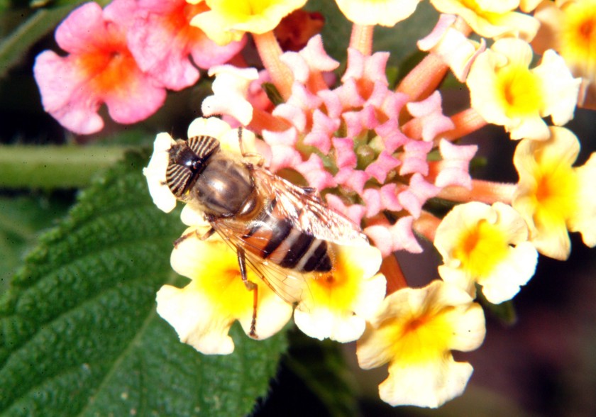 Le meraviglie  Linsetto con gli occhi a strisce e la mosca